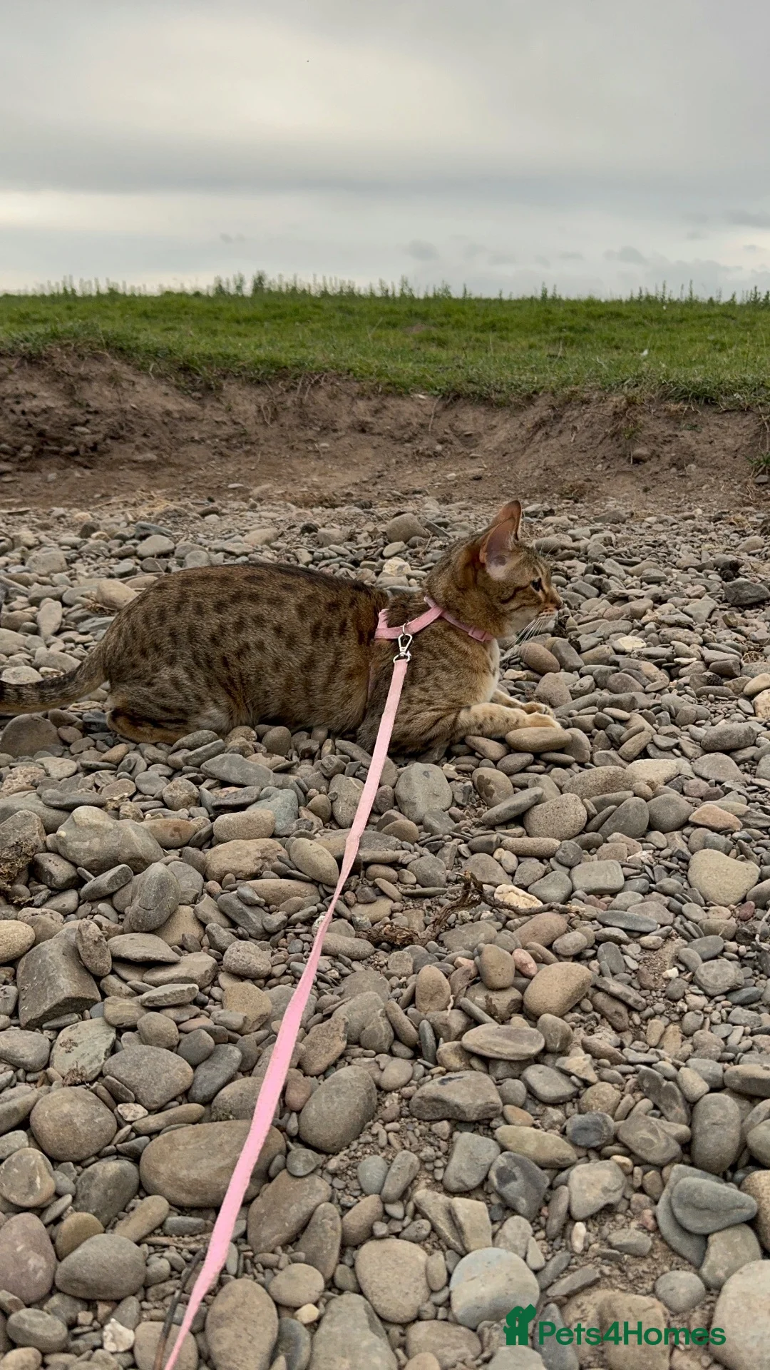 Savannah cats for sale: Stunning Savannah Queen–Looking For Forever Home ❤ - Advert 17