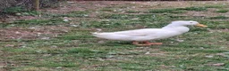 Ducks poultry for sale: 2 x aylesbury cross drakes for sale in Tiverton - Advert 4