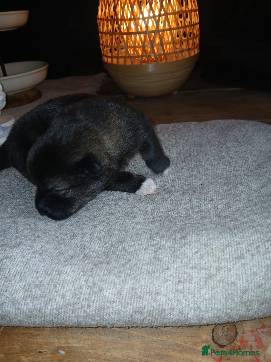 Akita dogs for sale: American Akita puppies on the way 21st of November - Advert 10