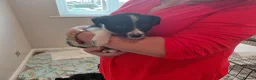 Mixed Breed dogs for sale: 2 girls 6 boys all doing great! - Advert 4