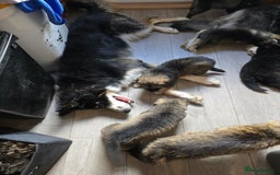 Mixed Breed dogs for sale: German Shepherd X Puppies - Image 27