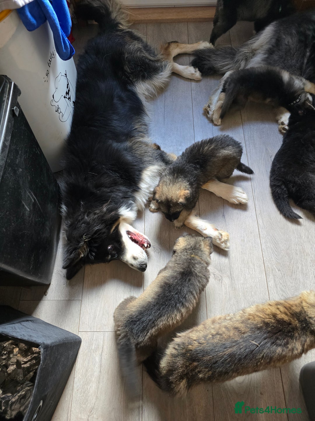 Mixed Breed dogs for sale: German Shepherd X Puppies - Image 27