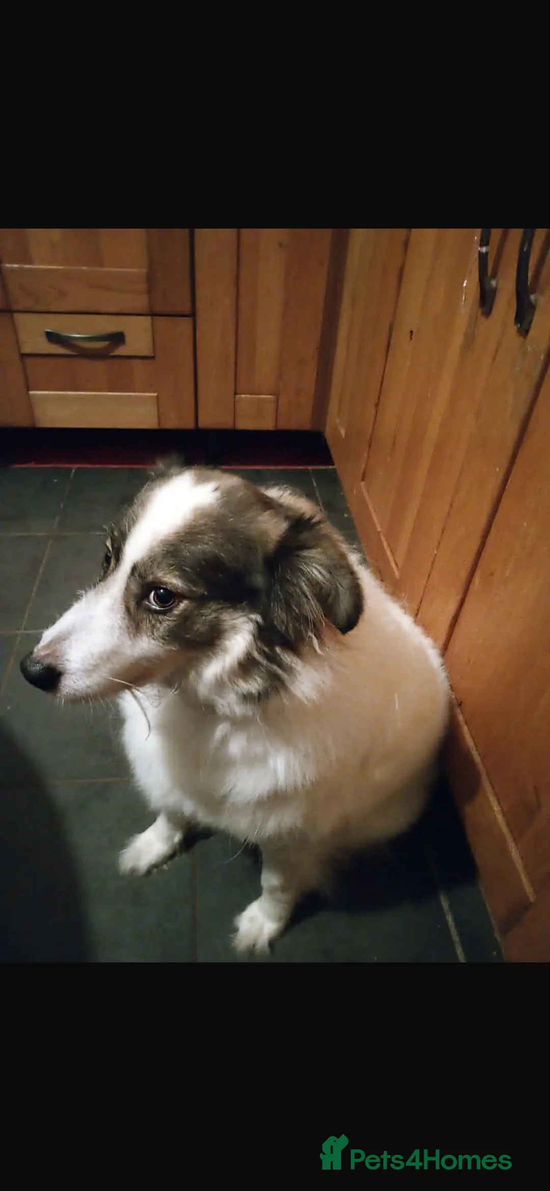 Mixed Breed dogs for sale: MEET ODIN!!!🐾☺️ in Derby - Advert 2