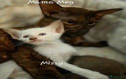 Balinese cats for sale: Beautiful Chocolate Oriental Longhairs  - Image 1