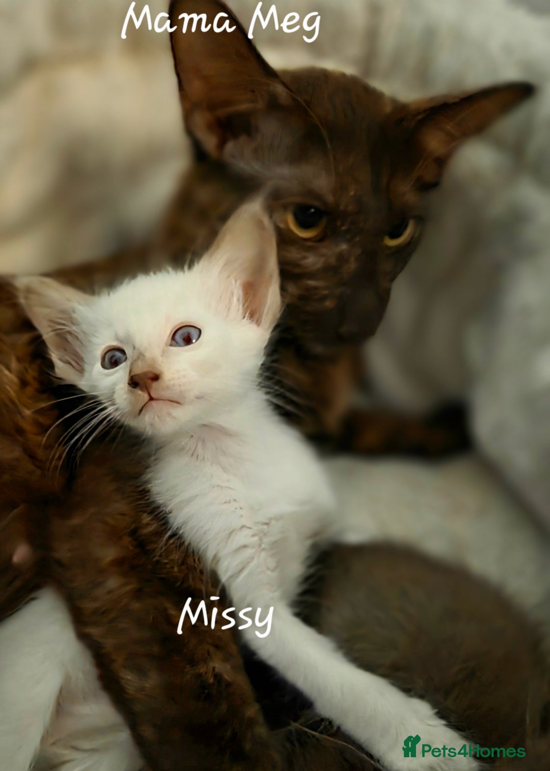 Balinese cats for sale: Beautiful Chocolate Oriental Longhairs  - Image 1