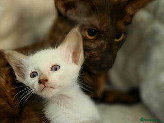 Balinese cats - Advert 32