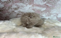 Scottish Fold cats for sale: 🐱TICA Scottish fold & Scottish straight kittens  - Image 1