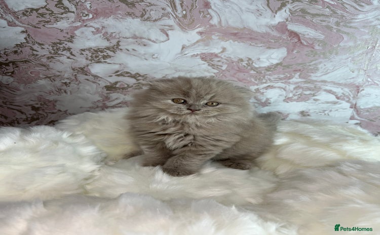 Scottish Fold cats - Advert 1