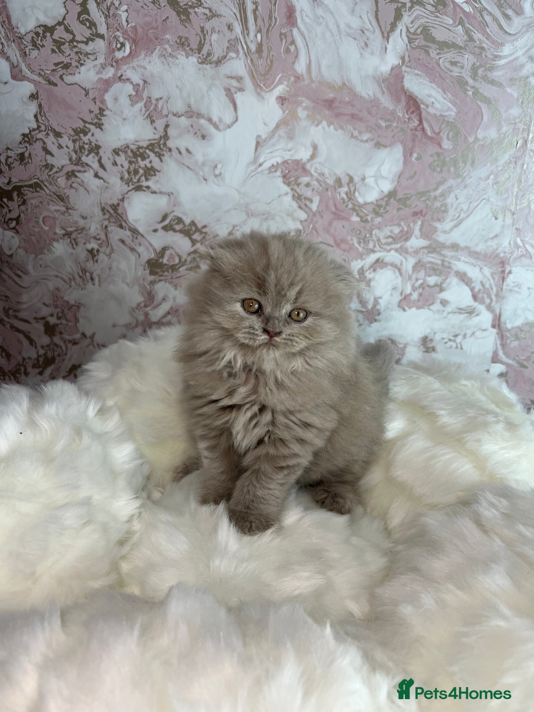 Scottish Fold cats for sale: 🐱TICA Scottish fold & Scottish straight kittens  - Image 1