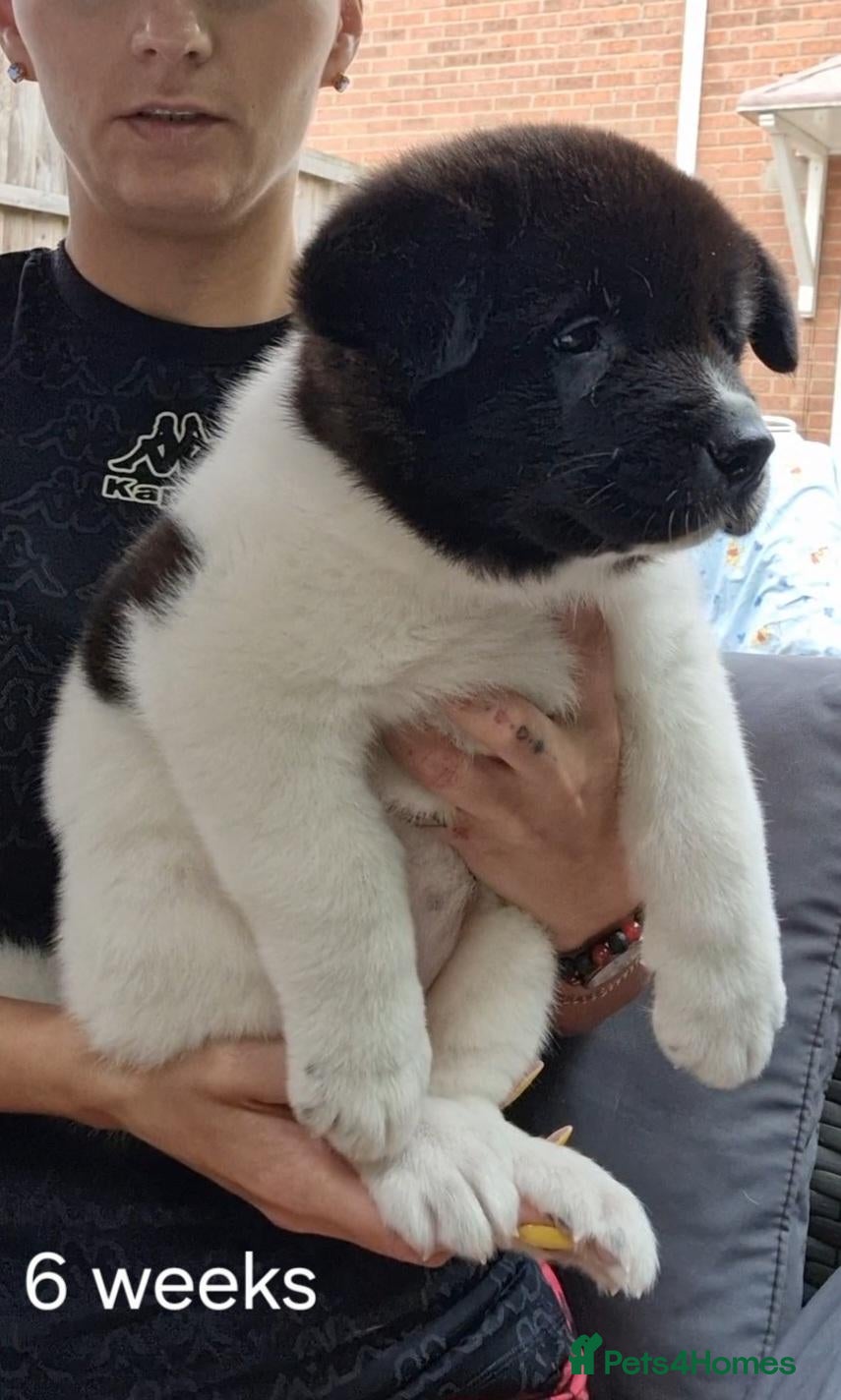 Akita dogs Pedigree mum,dad pure breed, 1 girl pup available  - Advert 17