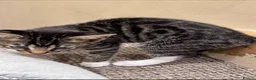 Bengal cats for sale: Bengal kittens  - Advert 9