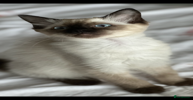 Ragdoll cats - Advert 3