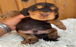 Cocker Spaniel dogs for sale: Show Cocker Spaniel pups KC reg - Image 10