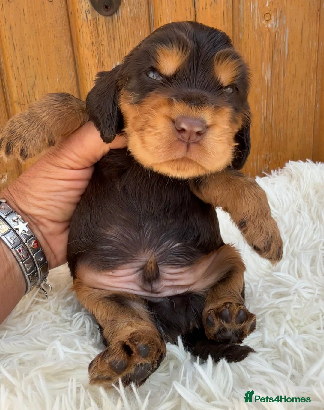 Cocker Spaniel dogs for sale: Show Cocker Spaniel pups KC reg - Image 10