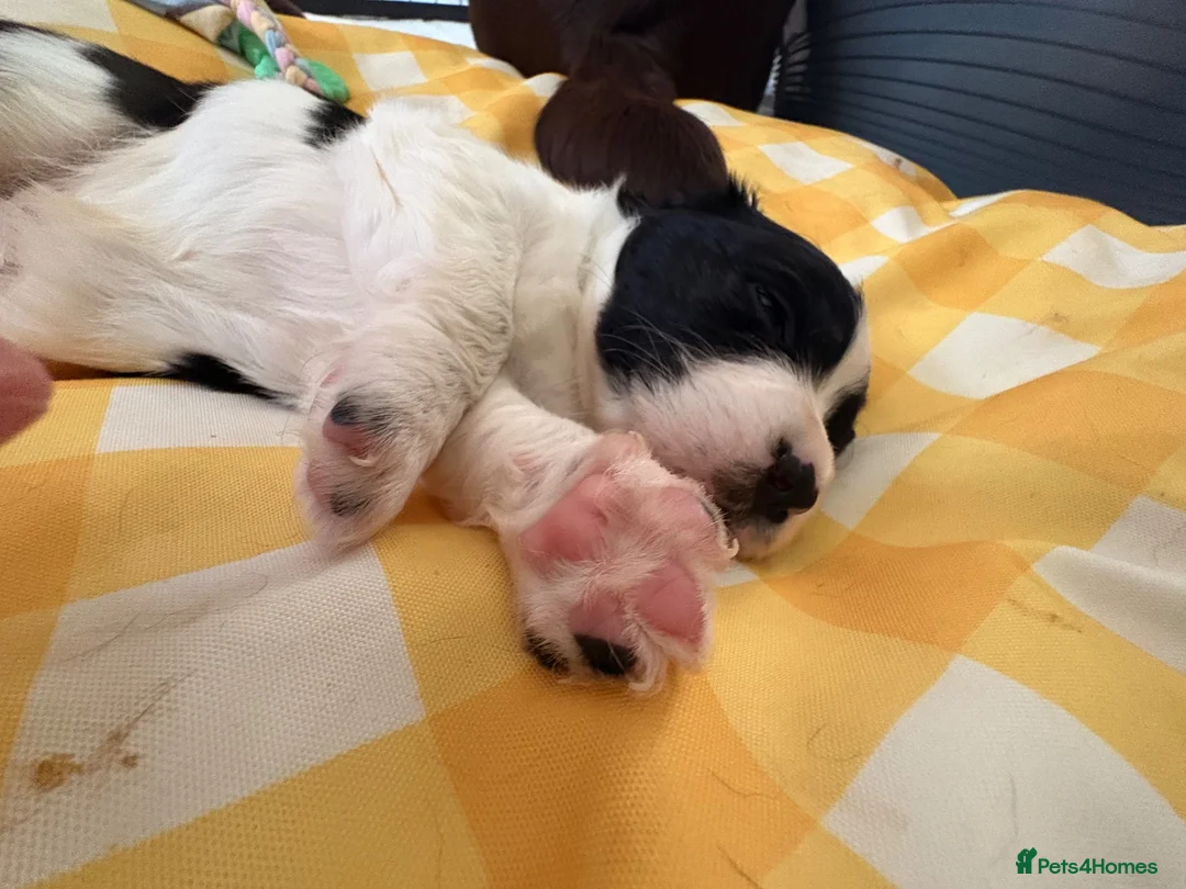 Cockerdor dogs for sale: Litter of Cockerdors  - Advert 27