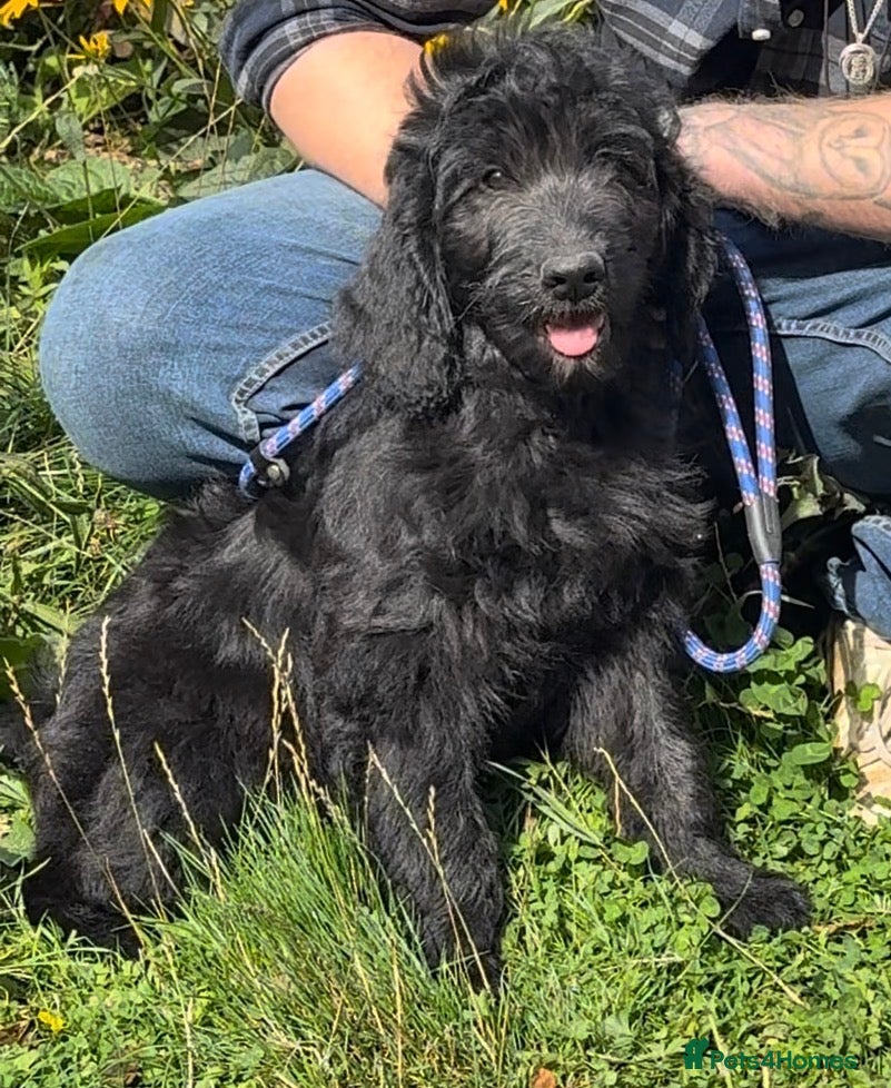 Goldendoodle dogs F1 Standard Goldendoodle Boy Ready Now  - Advert 2