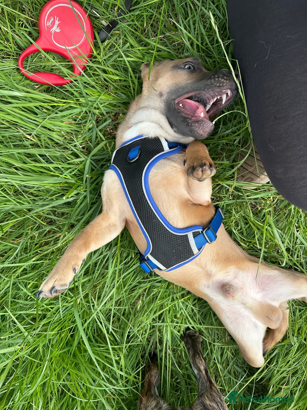 Mixed Breed dogs for sale: Staffy X Jack looking forever home. - Image 4
