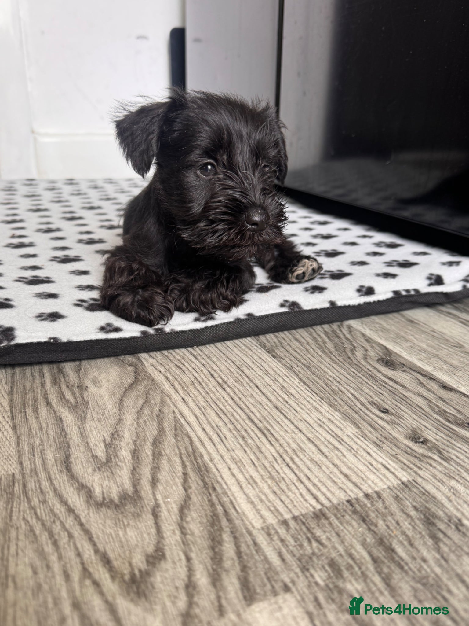 Miniature Schnauzer dogs for sale: Miniature schnauzer  - Advert 9