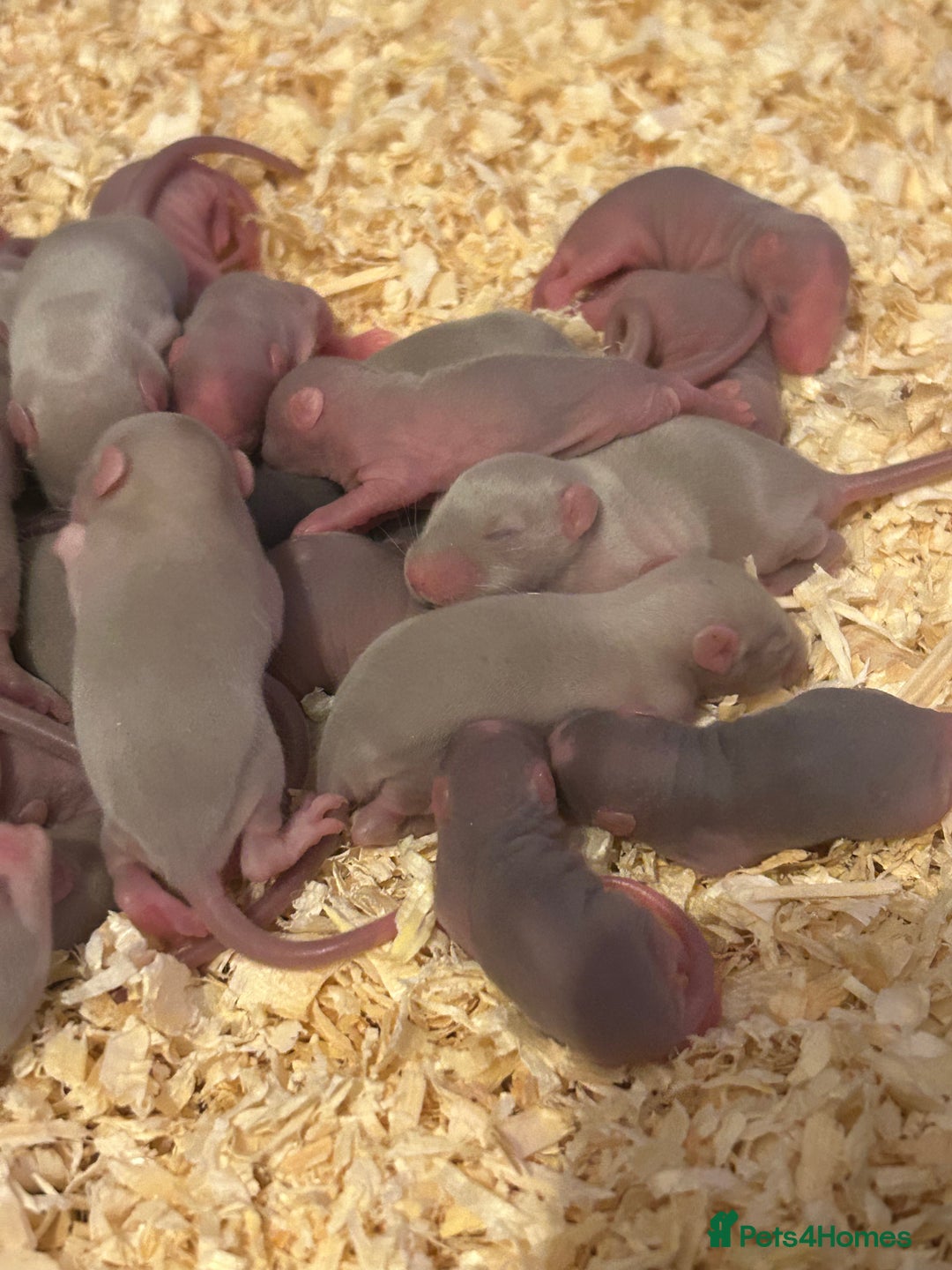 Rat rodents for sale: Baby rats  - Advert 1