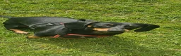 Dachshund dogs for sale: Short-legged Dachshund medium-sized - Advert 6