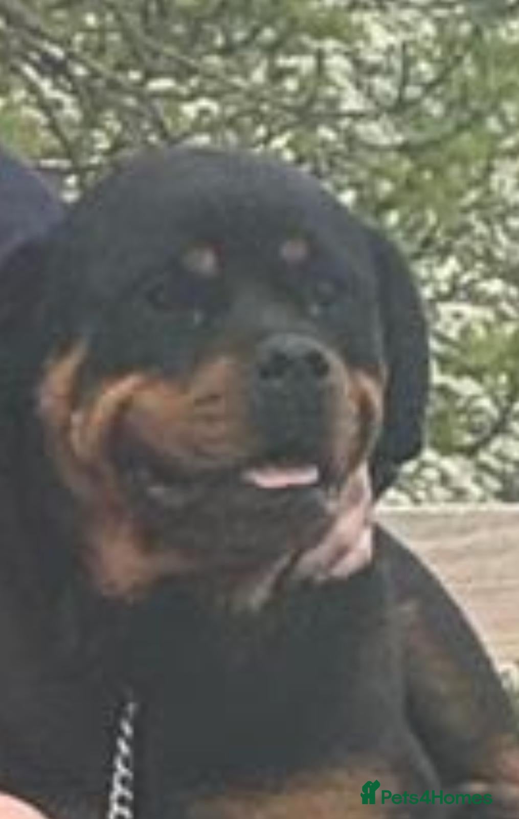 Rottweiler dogs for sale: 🐶🐾 Rottweiler puppies 🐾🐶 - Advert 4
