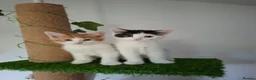 British Shorthair cats for sale: 6 beautiful kittens  in Tipton - Advert 8