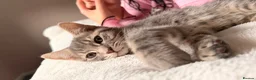 Mixed Breed cats for sale: Kitten in Haverfordwest - Advert 2