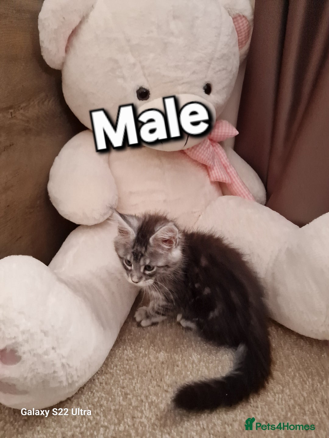 Maine Coon cats for sale: Pure Maine coon - Advert 25