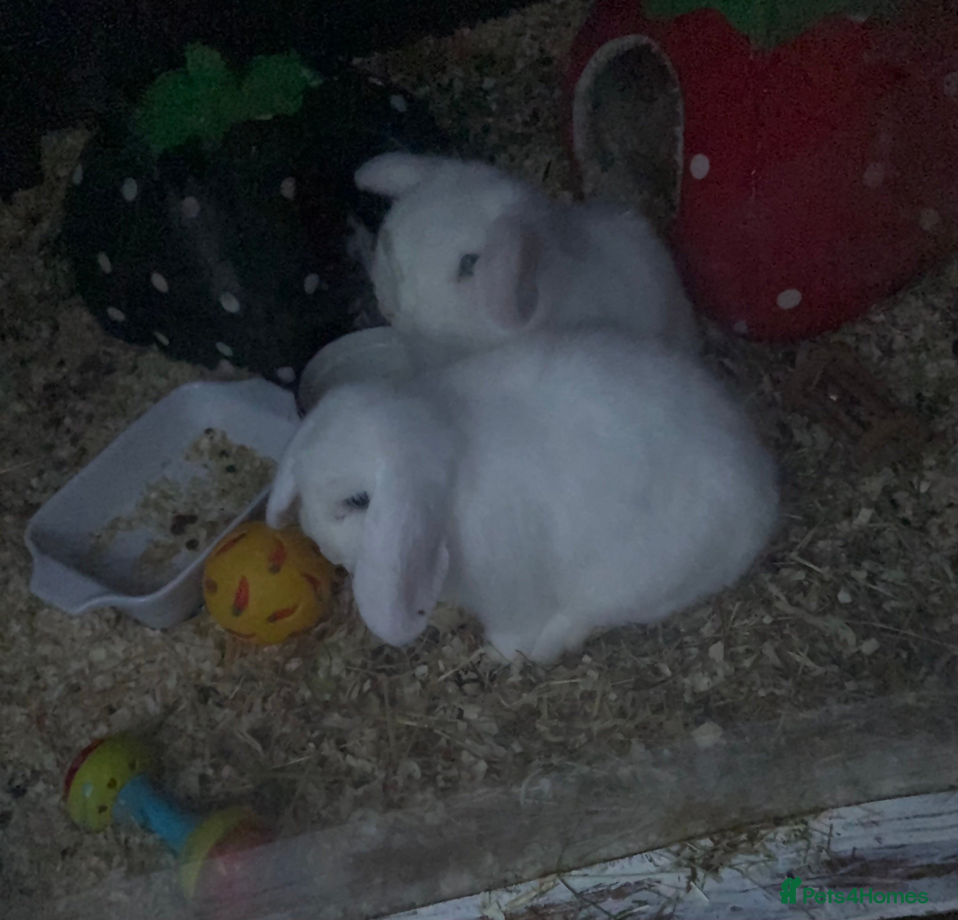 Mini Lop rabbits  2 White Mini  Male Lops - Advert 6
