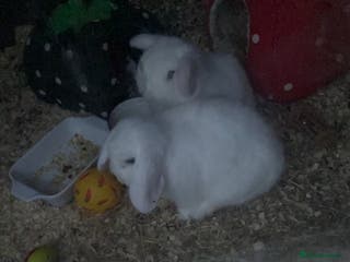 Mini Lop rabbits 2 White Mini Male Lops - Advert 6