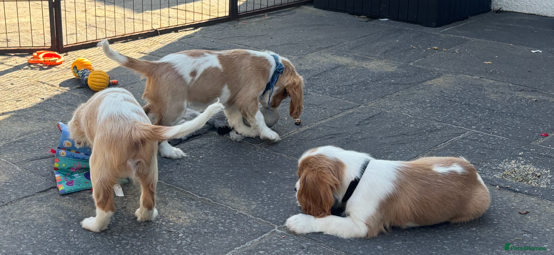 Cavalier King Charles Spaniel dogs for sale: Cavalier King Charles Spaniel  - Image 8
