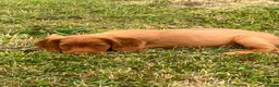 Sprocker dogs for sale: Sprocker puppies - Advert 13
