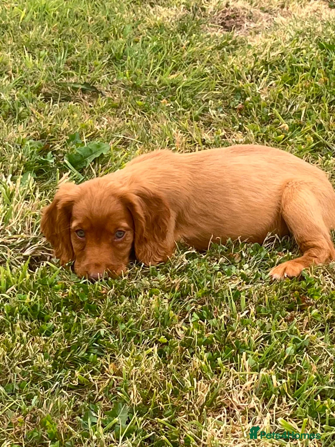Sprocker dogs for sale: Sprocker puppies - Advert 13