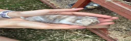 Mixed Breed rabbits for sale: Rabbits for sale - Advert 15