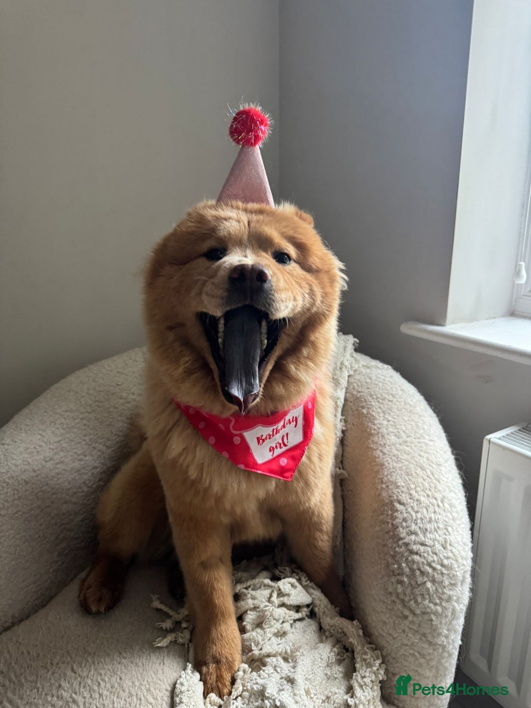 Chow Chow dogs for sale: ONE GIRL LEFT! Adorable Chow Chow Cubs 🐻  - Image 16