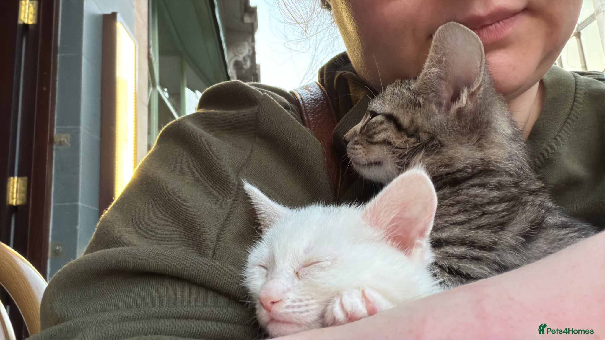 Mixed Breed cats CUTE KITTENS FOR SALE  - Advert 5