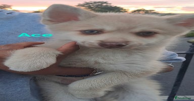 Pomsky dogs - Advert 2