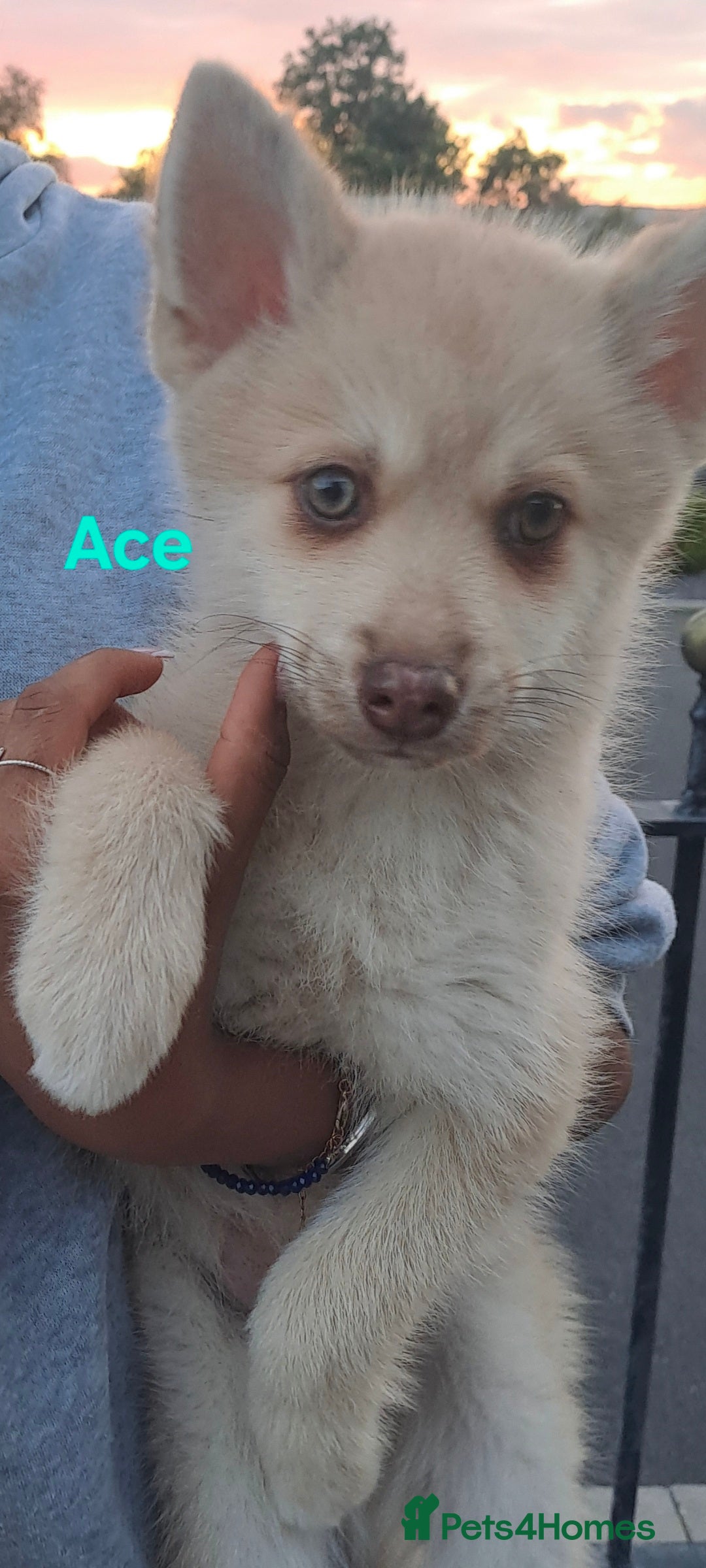 Pomsky dogs for sale: Fully vaccinated, 3 F4 Pomskies. Well socialised. - Image 8