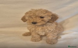 Cavapoo dogs for sale: Extensively Health Tested F1BB Cavapoo Puppies - Image 9