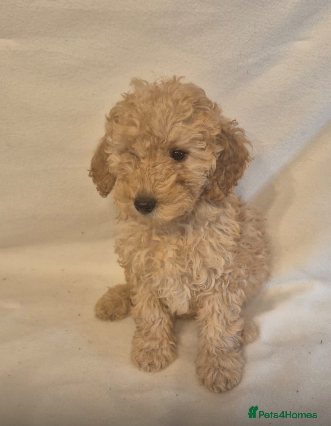 Cavapoo dogs for sale: Extensively Health Tested F1BB Cavapoo Puppies - Image 9