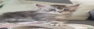Alfred