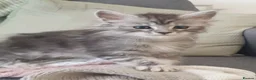 Maine Coon cats for sale: Tica registered Maine Coons  - Advert 33