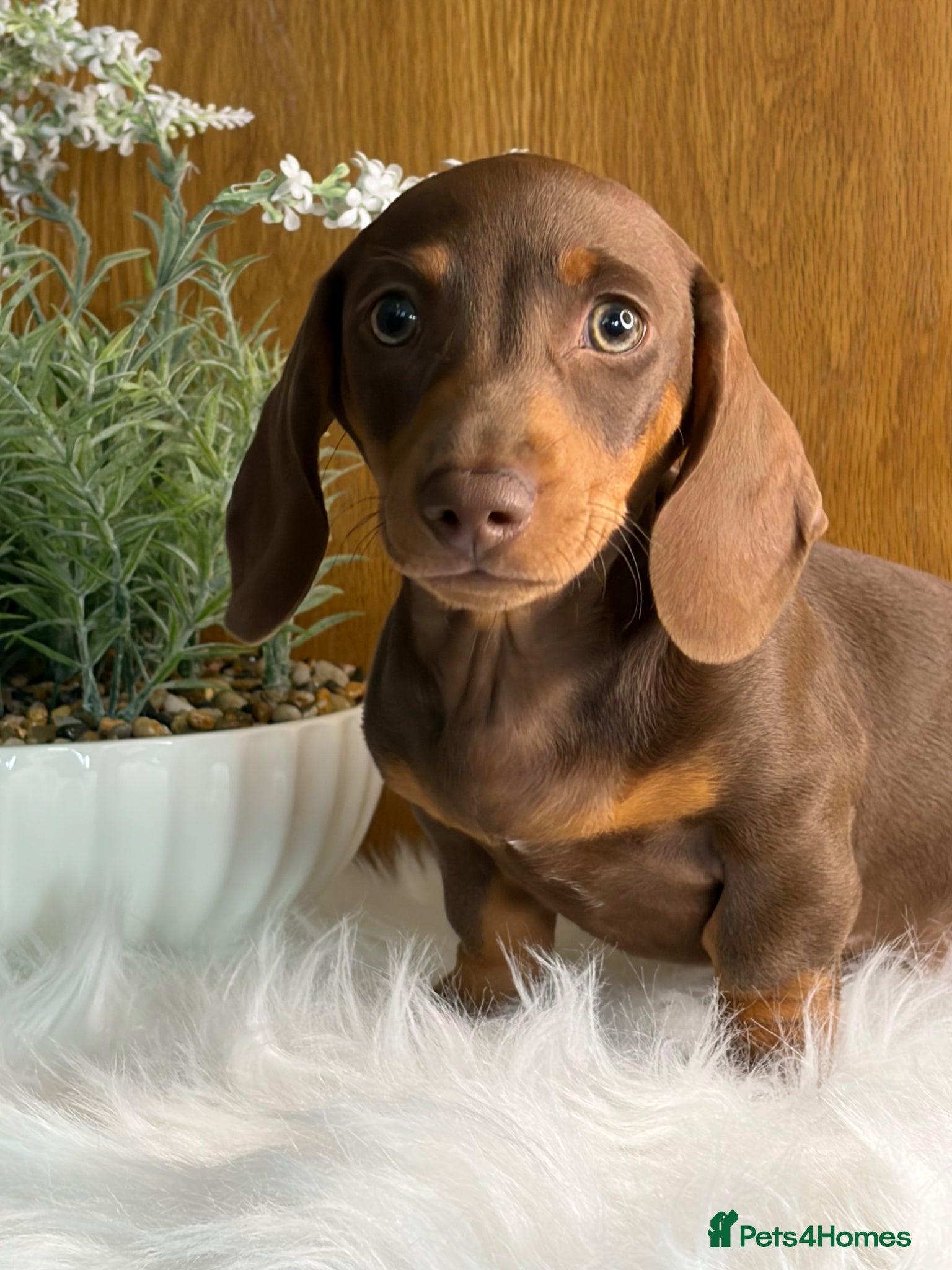 Miniature Dachshund dogs 💗 READY NOW 2 SHOW QUALITY MALES 🎀 - Advert 2
