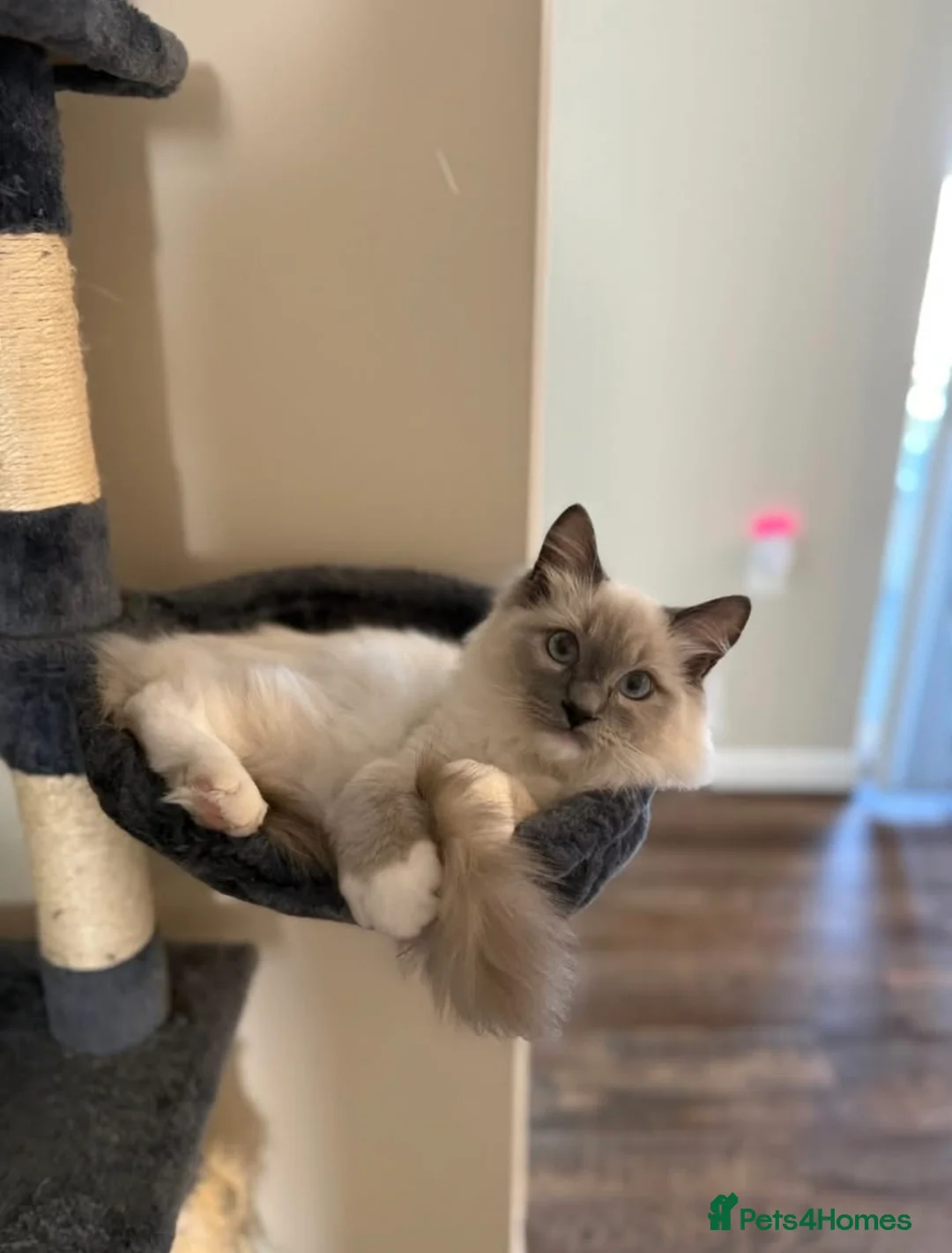 Ragdoll cats for sale: X3 Beautiful Ragdoll Kittens - Ready to leave 🐱 - Advert 6