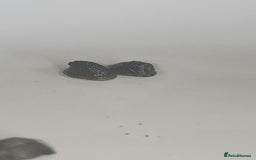 Snails fish for sale: Freshwater  nerite snails  - Image 15