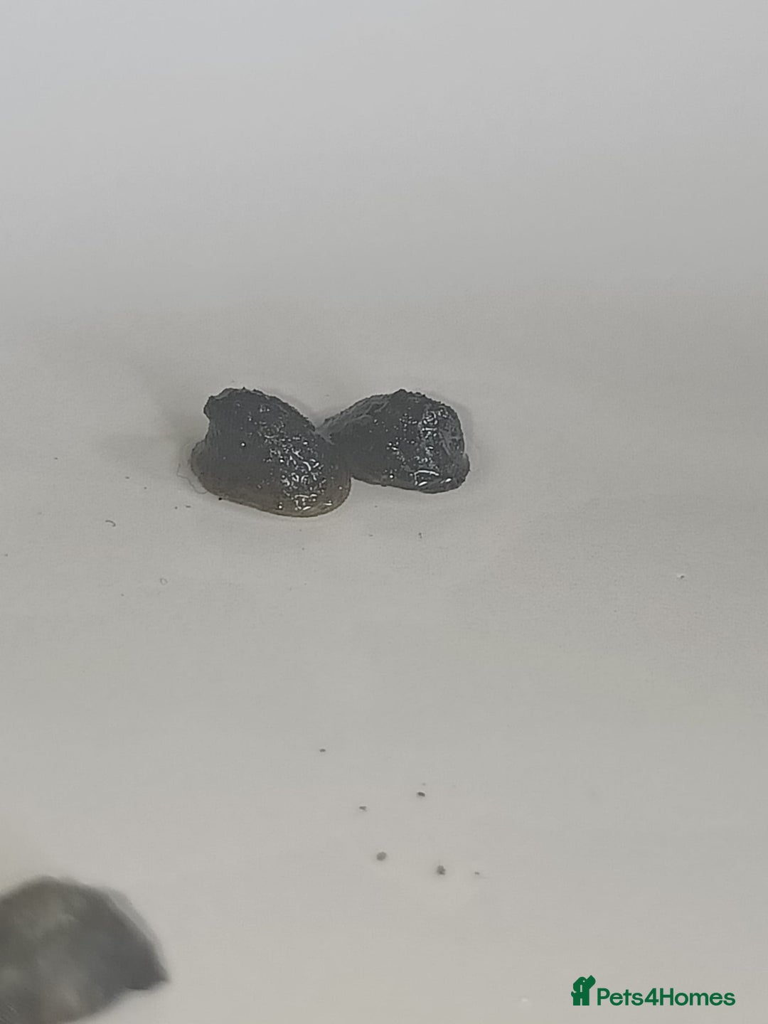 Snails fish for sale: Freshwater  nerite snails  - Image 15
