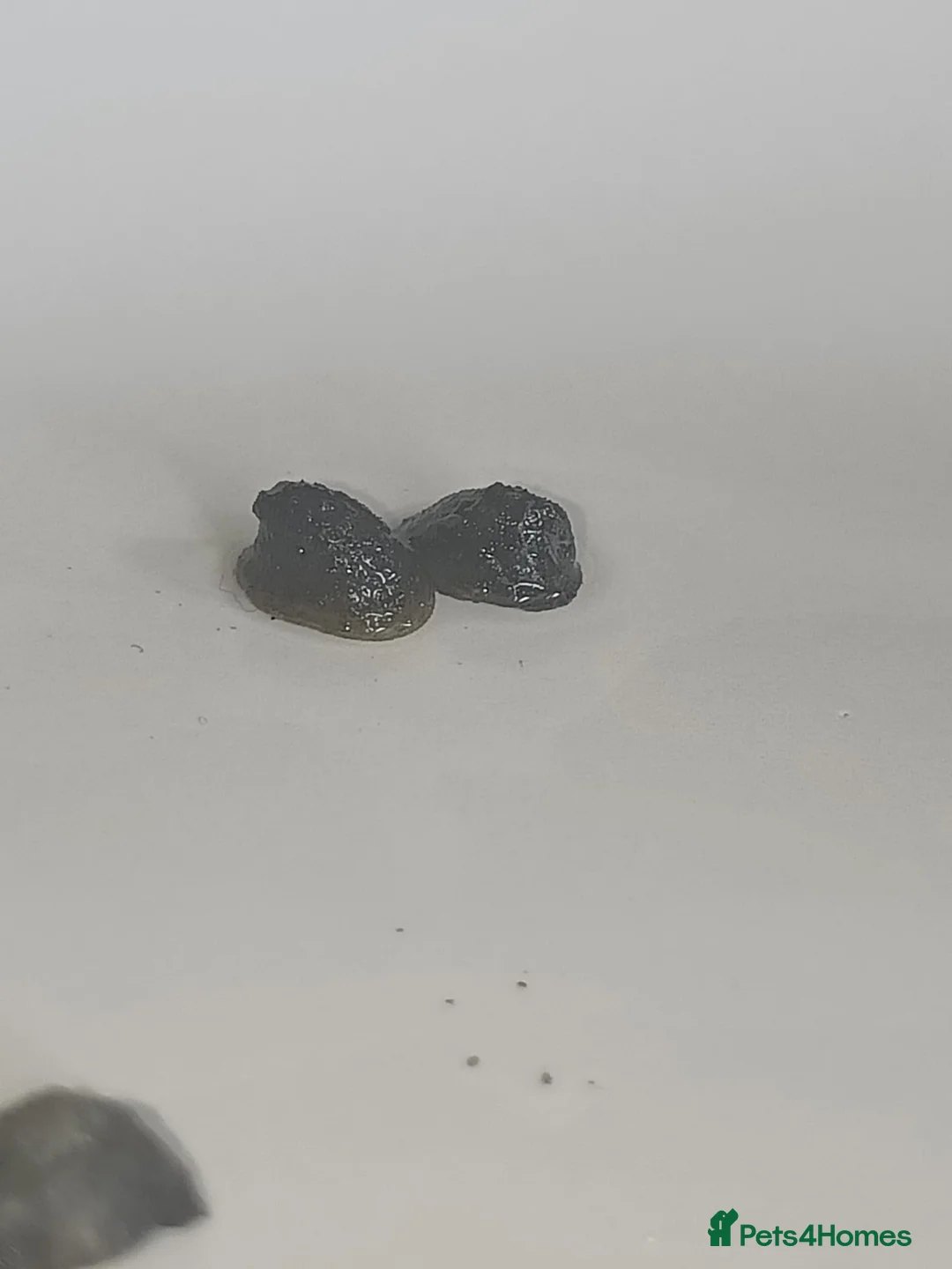 Snails fish for sale: Freshwater  nerite snails  - Advert 15