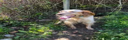 English Setter dogs for adoption: Selma in Brampton - Advert 6