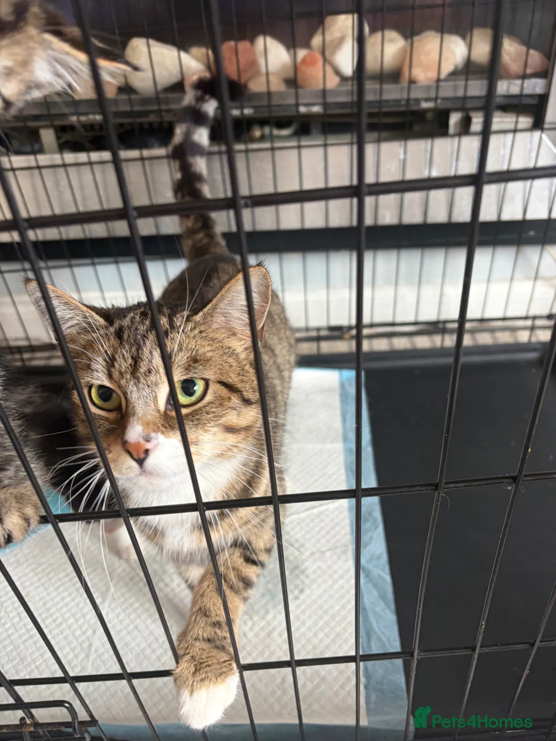 Mixed Breed cats for sale: Kittens  in Glasgow - Advert 1