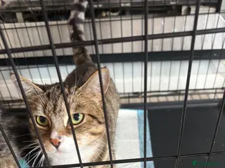 Mixed Breed cats Kittens - Advert 5